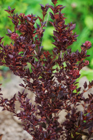 Physocarpus opulifolius Tiny Wine