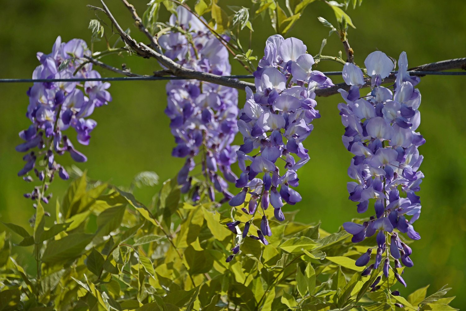 Wisteria floribunda Issai-naga