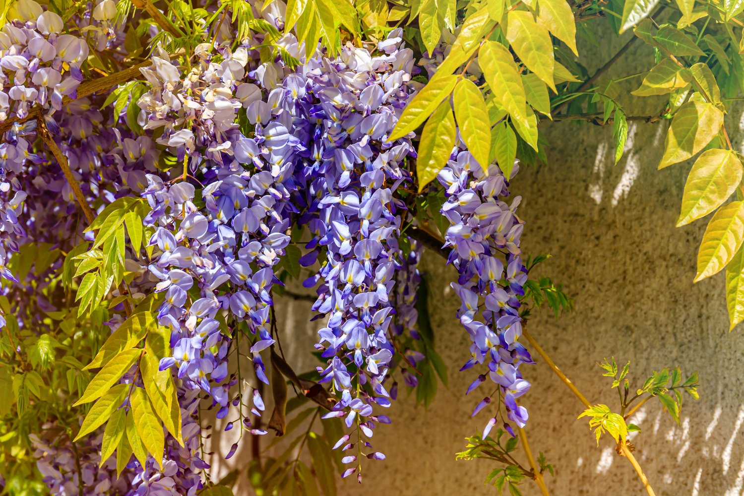 Wisteria floribunda Issai-naga