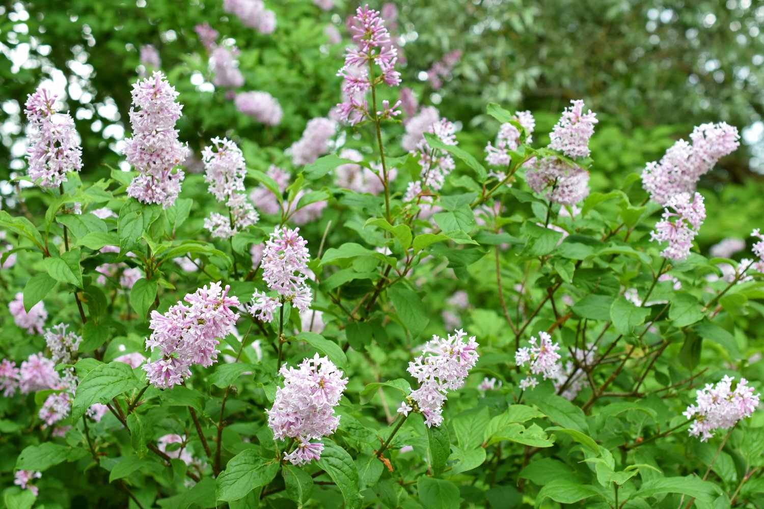Syringa Josikaea, 30-50 cm 10-pack