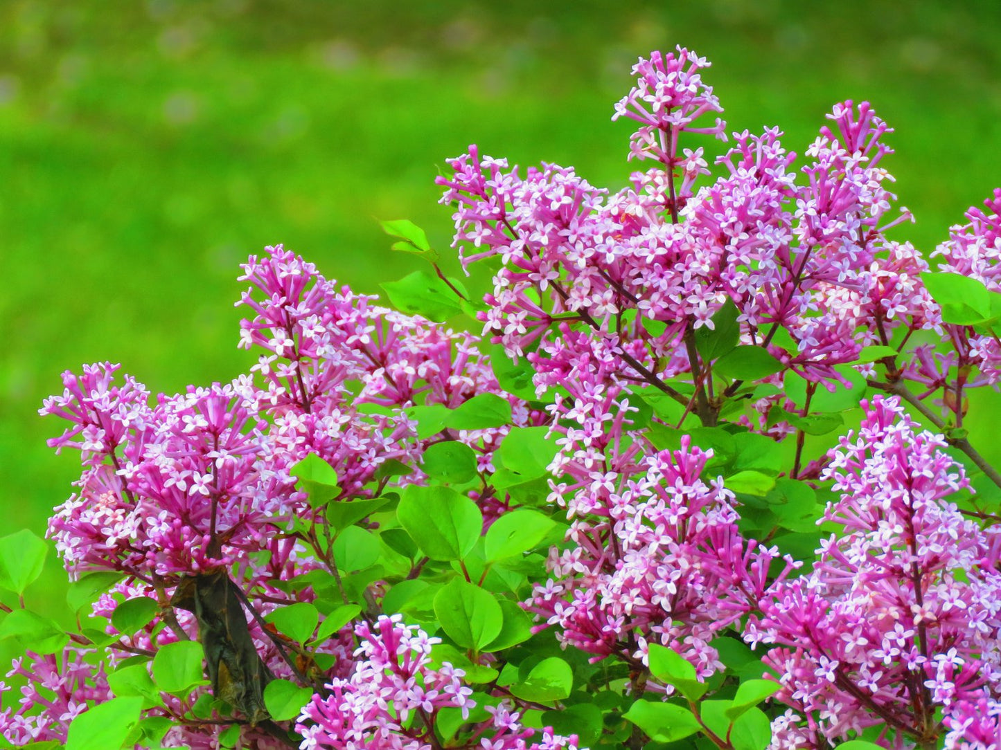 Syringa Josikaea, 30-50 cm 10-pack