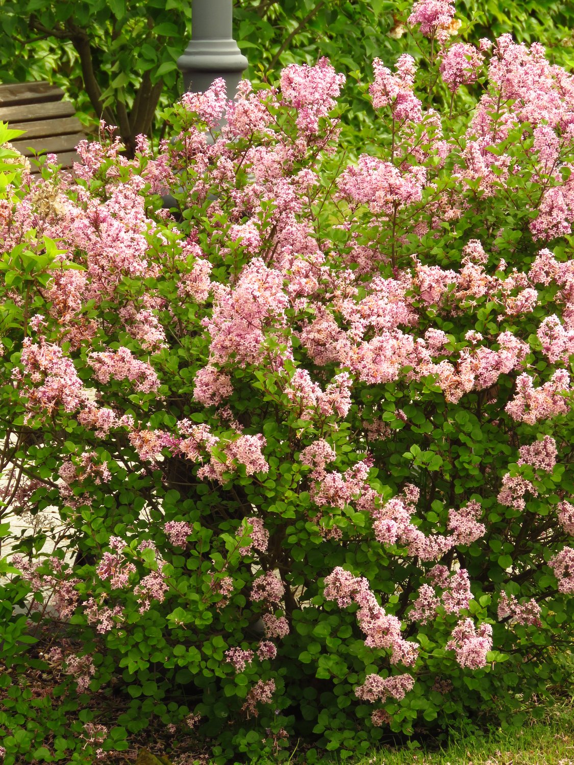 Syringa Josikaea, 30-50 cm 10-pack