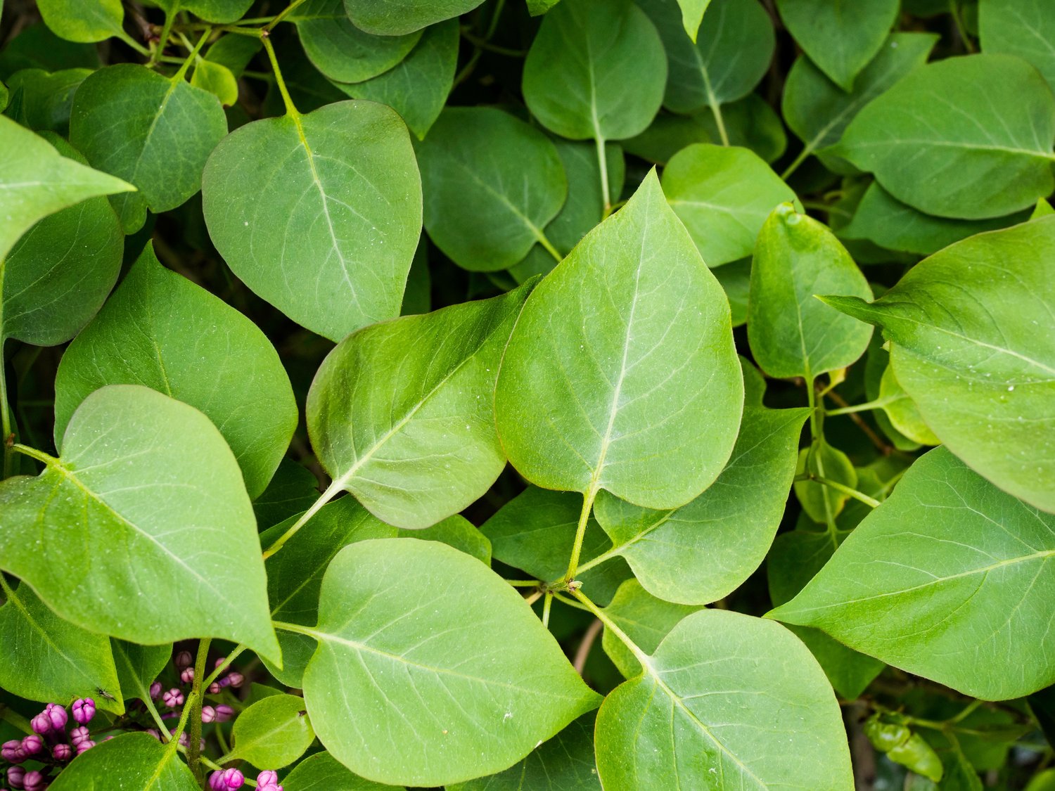 Syringa Josikaea, 30-50 cm 10-pack