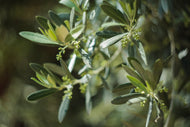 Olea europaea, stam, 50/60 cm