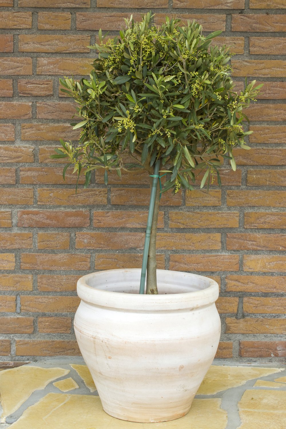 Olea europaea, stam, 50/60 cm