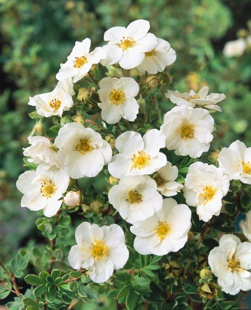 Dasiphora 'Sandved'