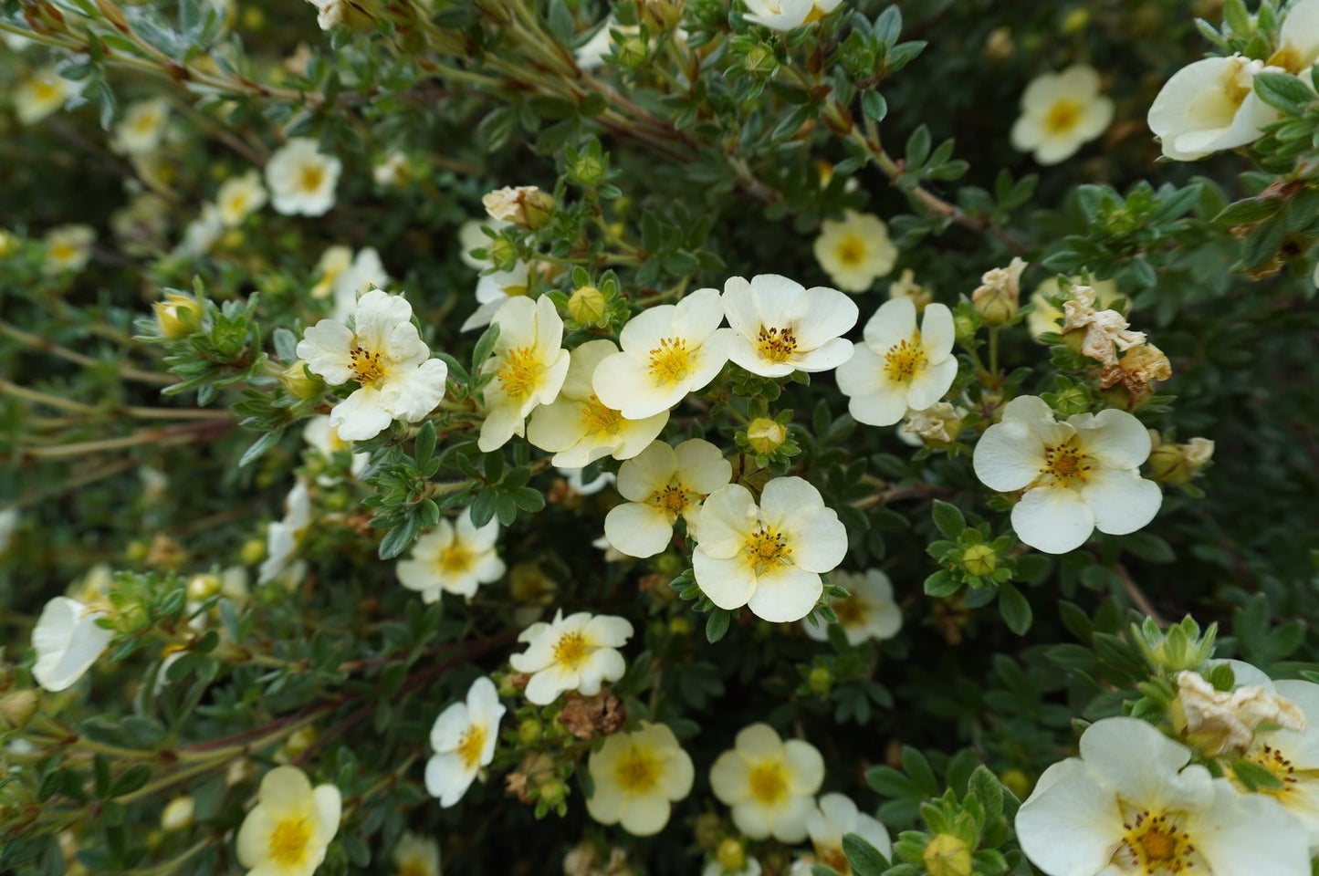 Dasiphora 'Sandved'