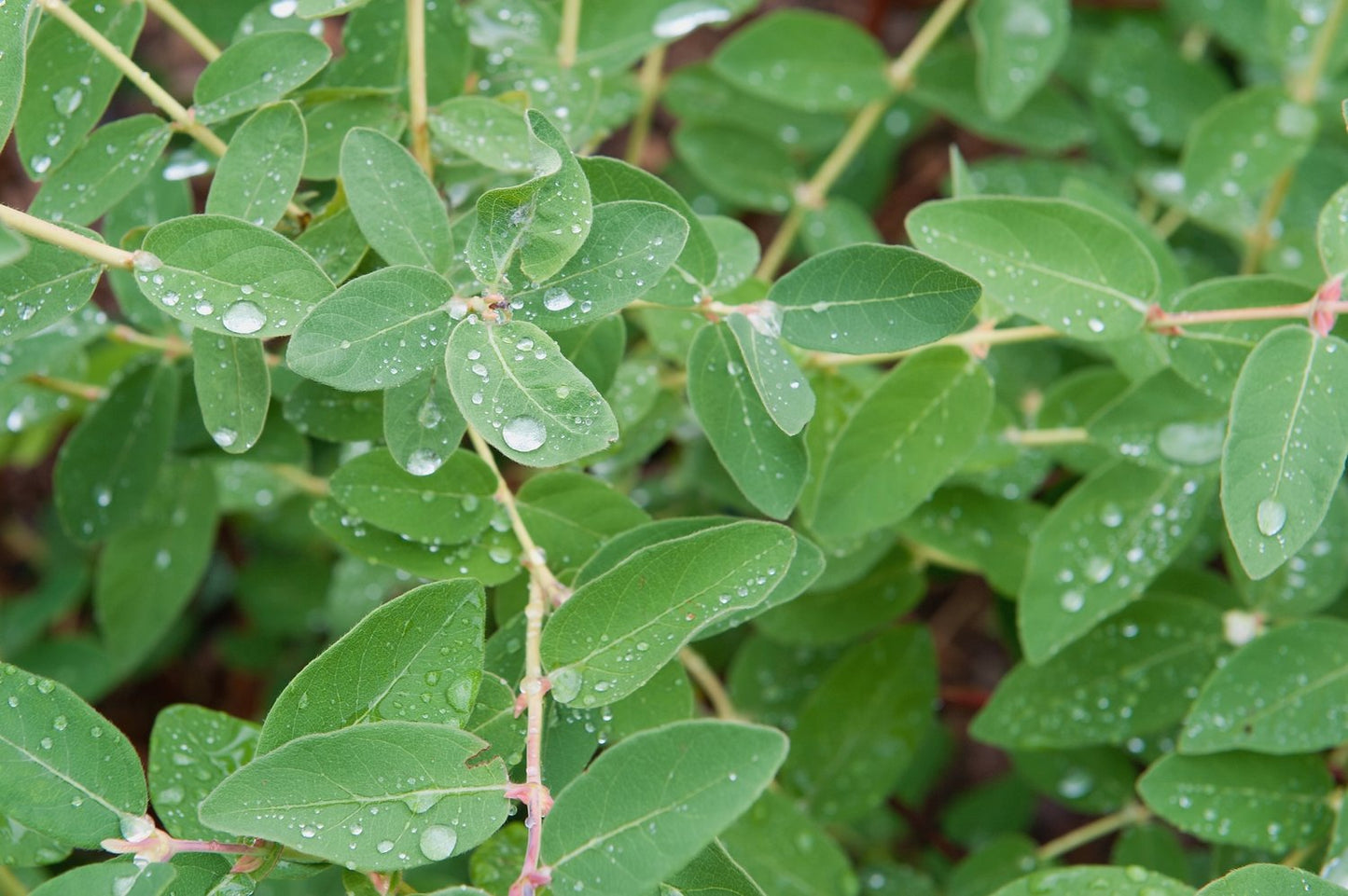 Lonicera caerulea var. kamtschatica ANJA® E