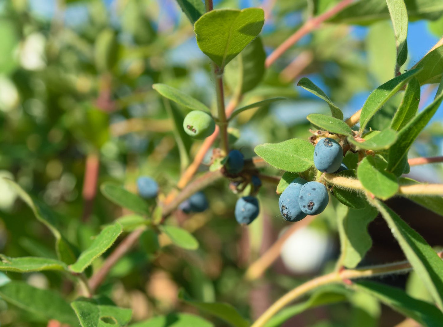 Lonicera caerulea var. kamtschatica ANJA® E