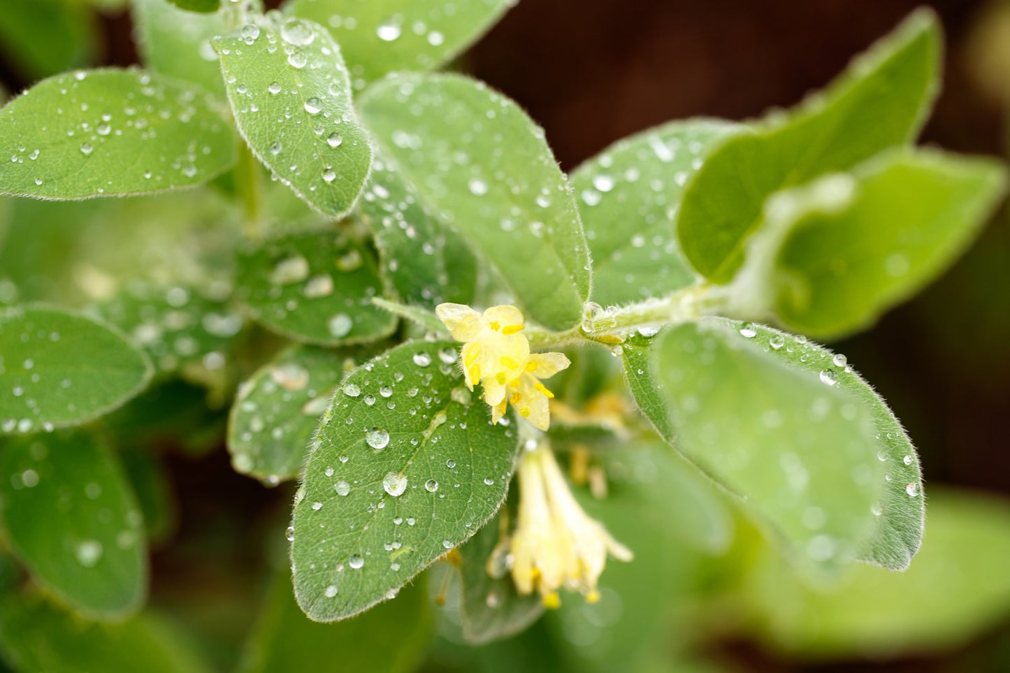 Lonicera caerulea var. kamtschatica ANJA® E