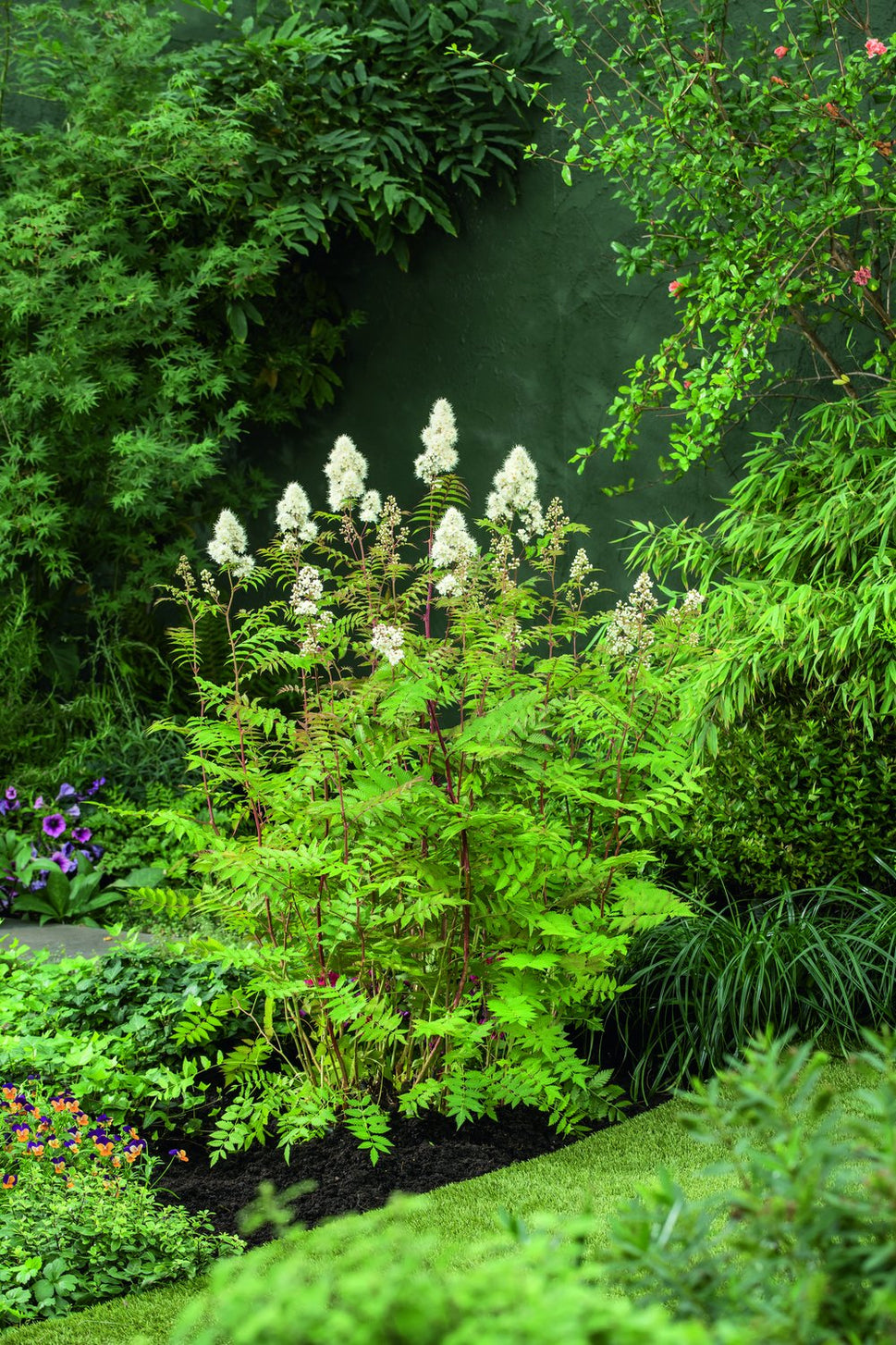 Sorbaria grandiflora 'Maia' E