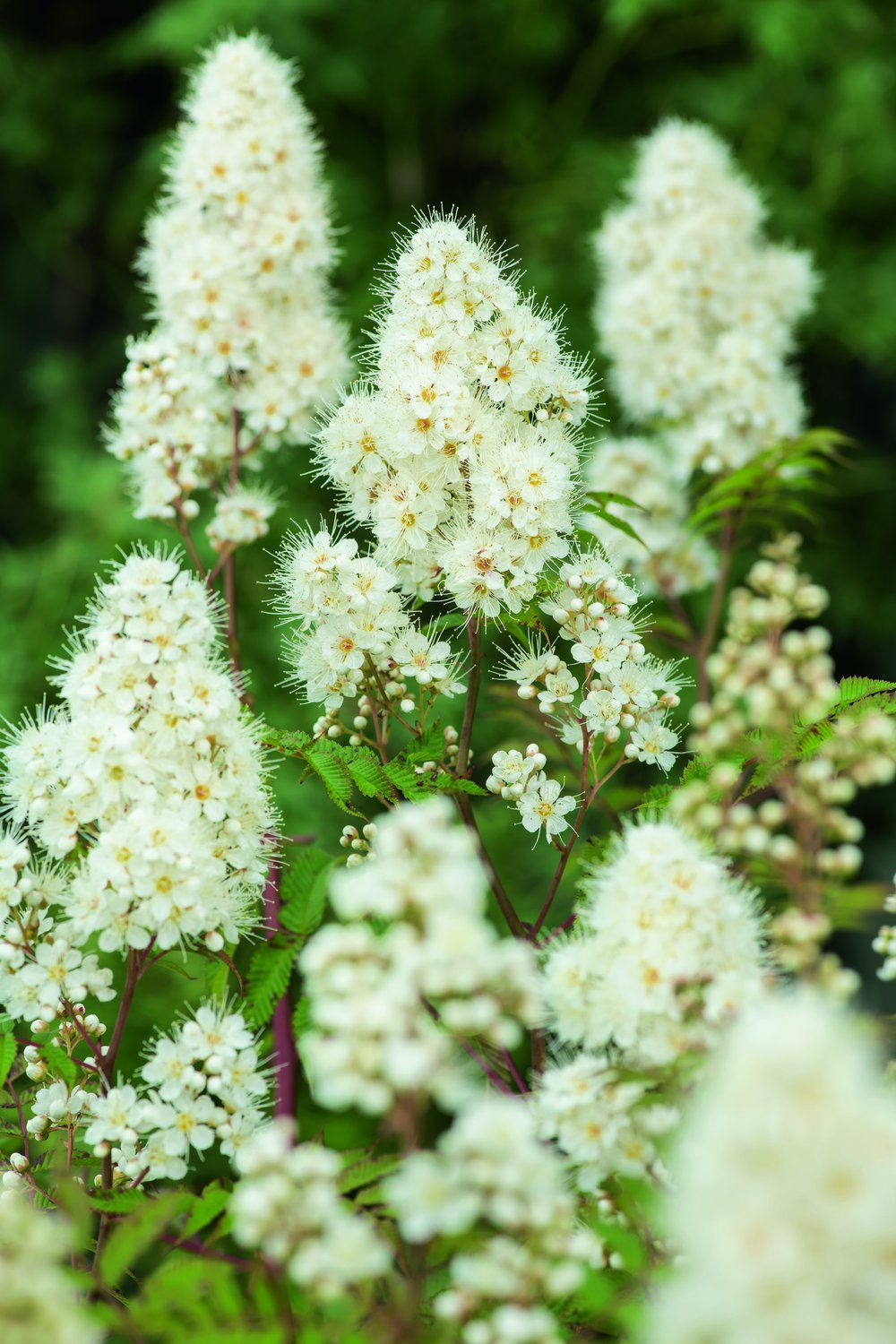 Sorbaria grandiflora 'Maia' E