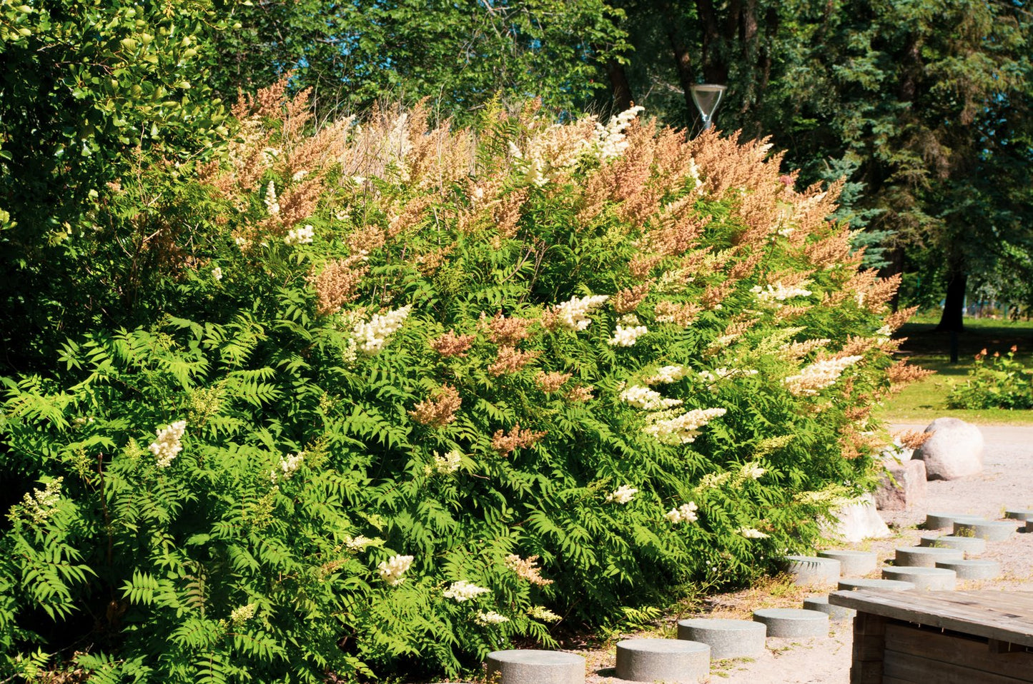 Sorbaria grandiflora 'Maia' E