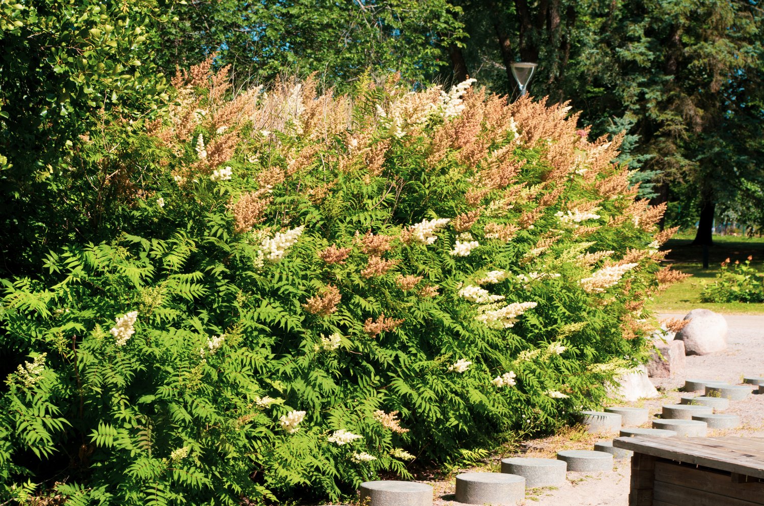 Sorbaria grandiflora 'Maia' E