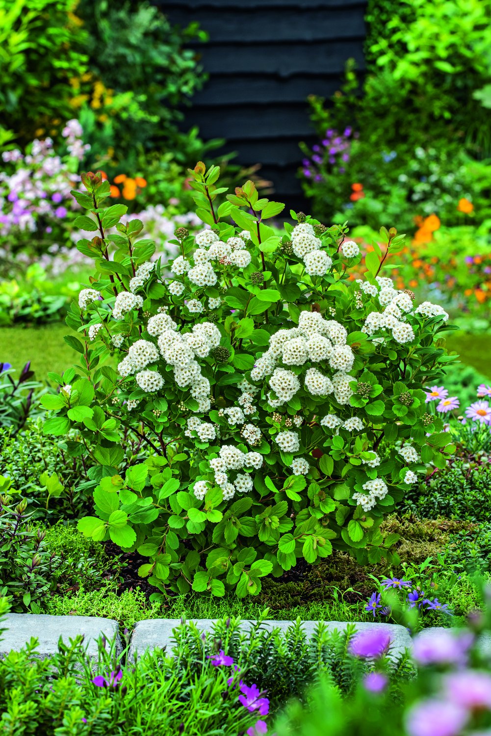 Spiraea betulifolia 'Tor' E