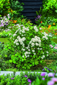 Spiraea betulifolia 'Tor' E