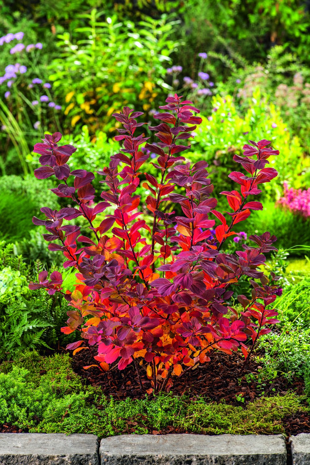 Spiraea betulifolia 'Tor' E