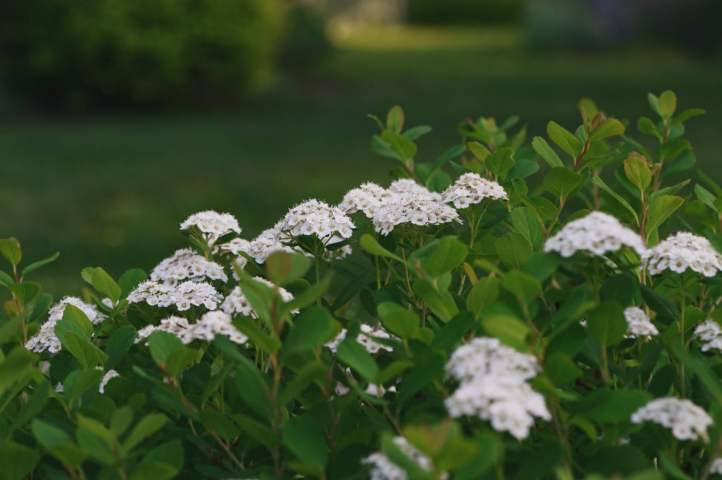 Spiraea betulifolia 'Tor' E