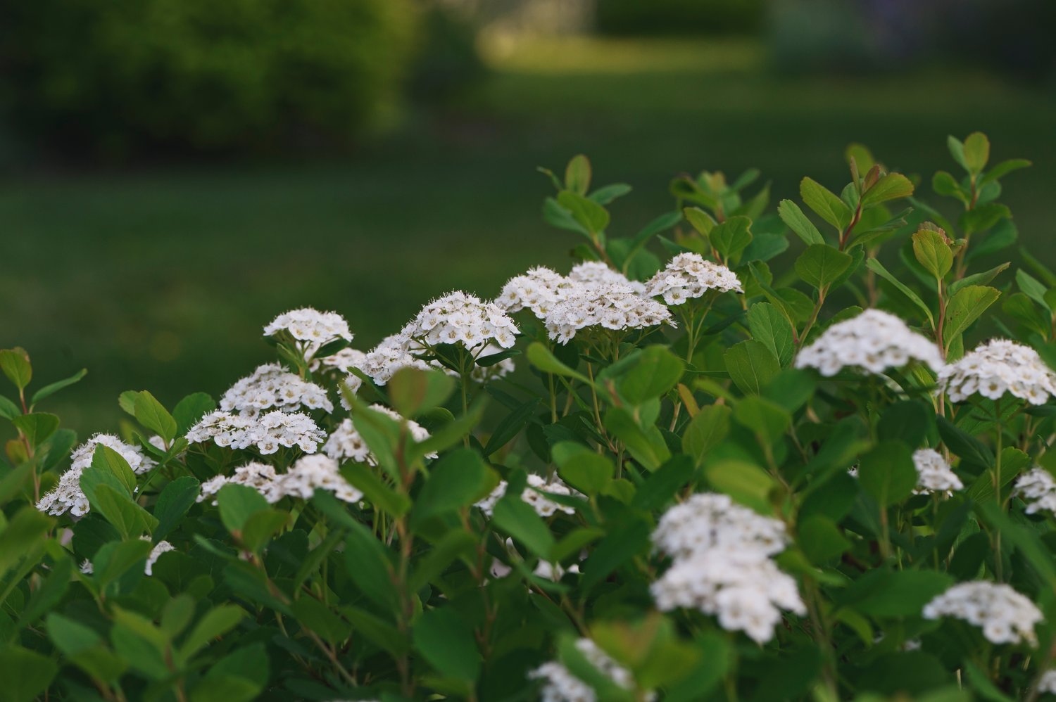 Spiraea betulifolia 'Tor' E