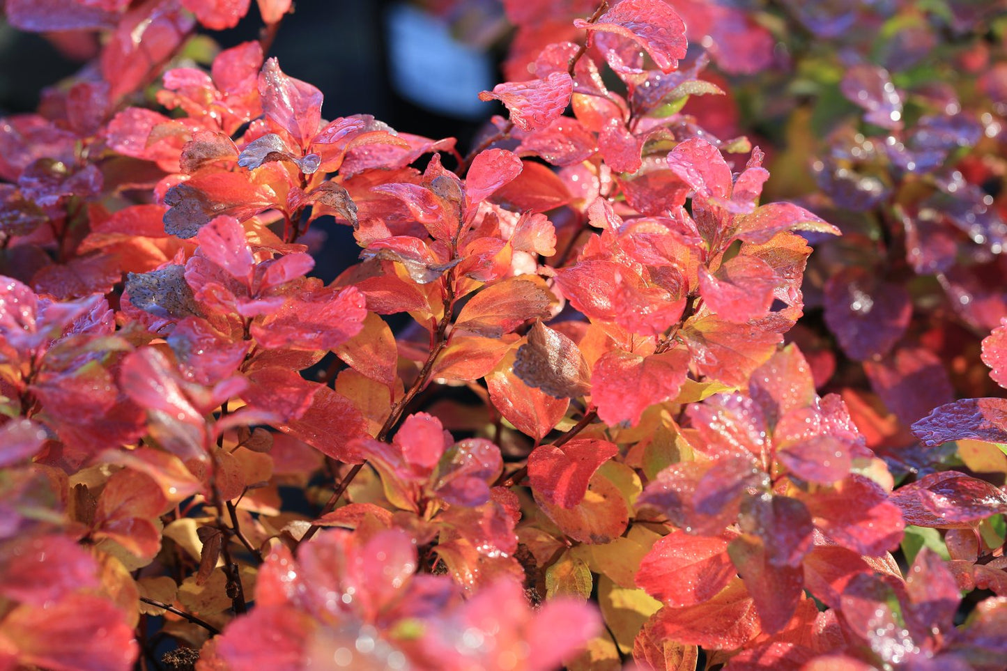 Spiraea betulifolia 'Tor' E