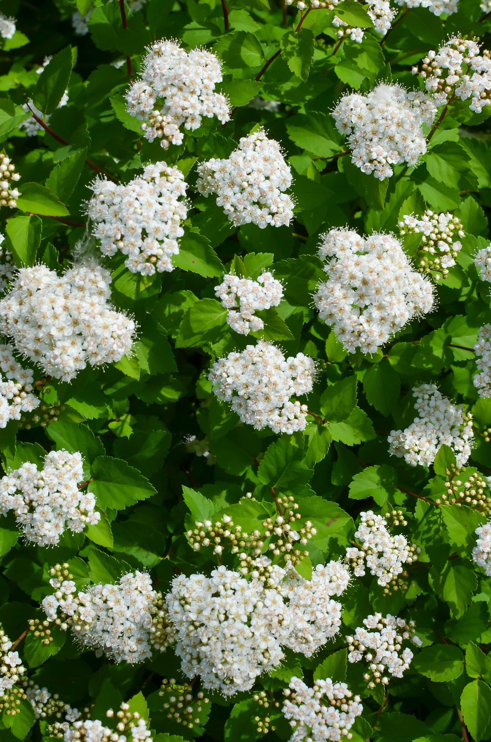 Spiraea betulifolia 'Tor' E