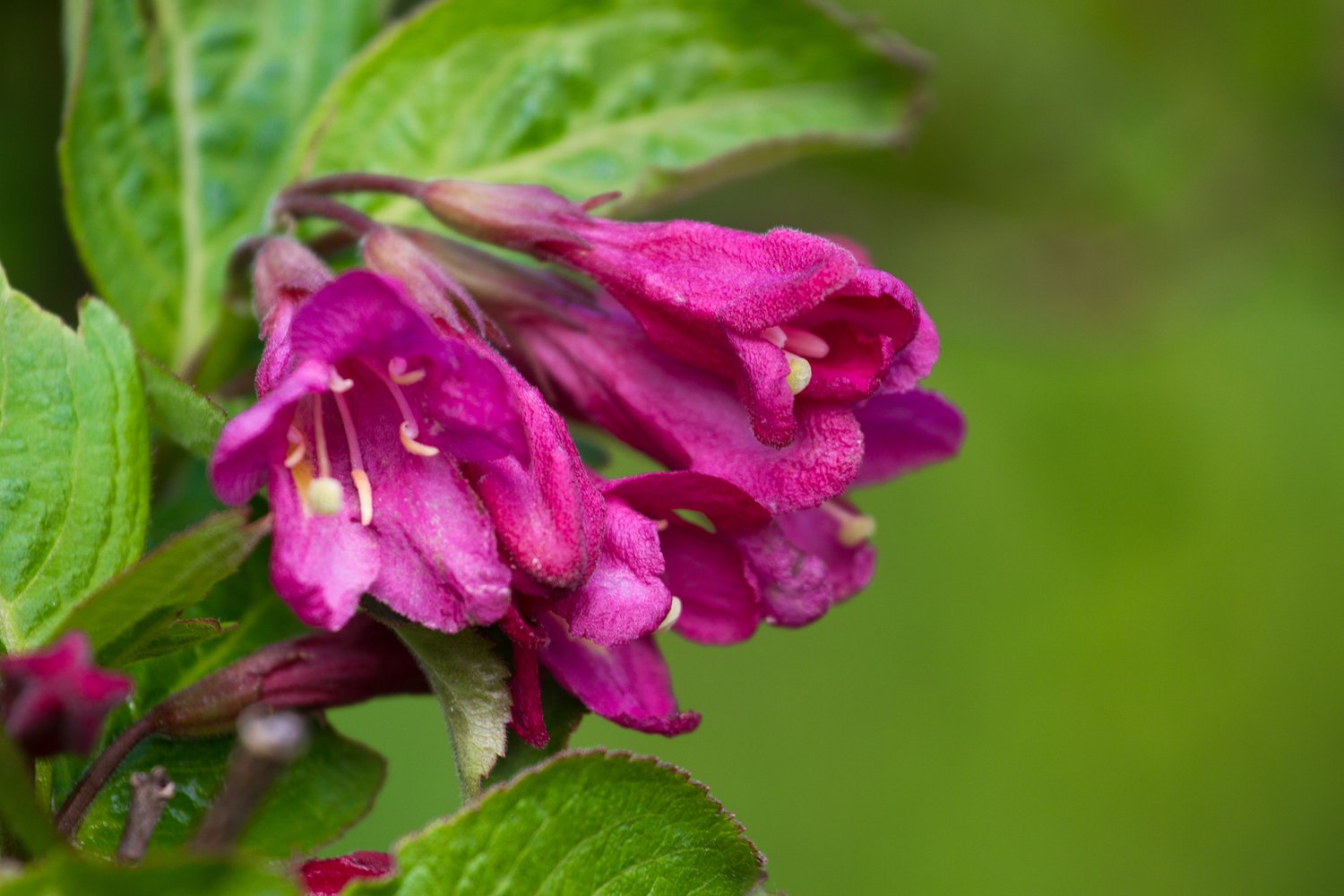 Weigela florida 'Korea' E
