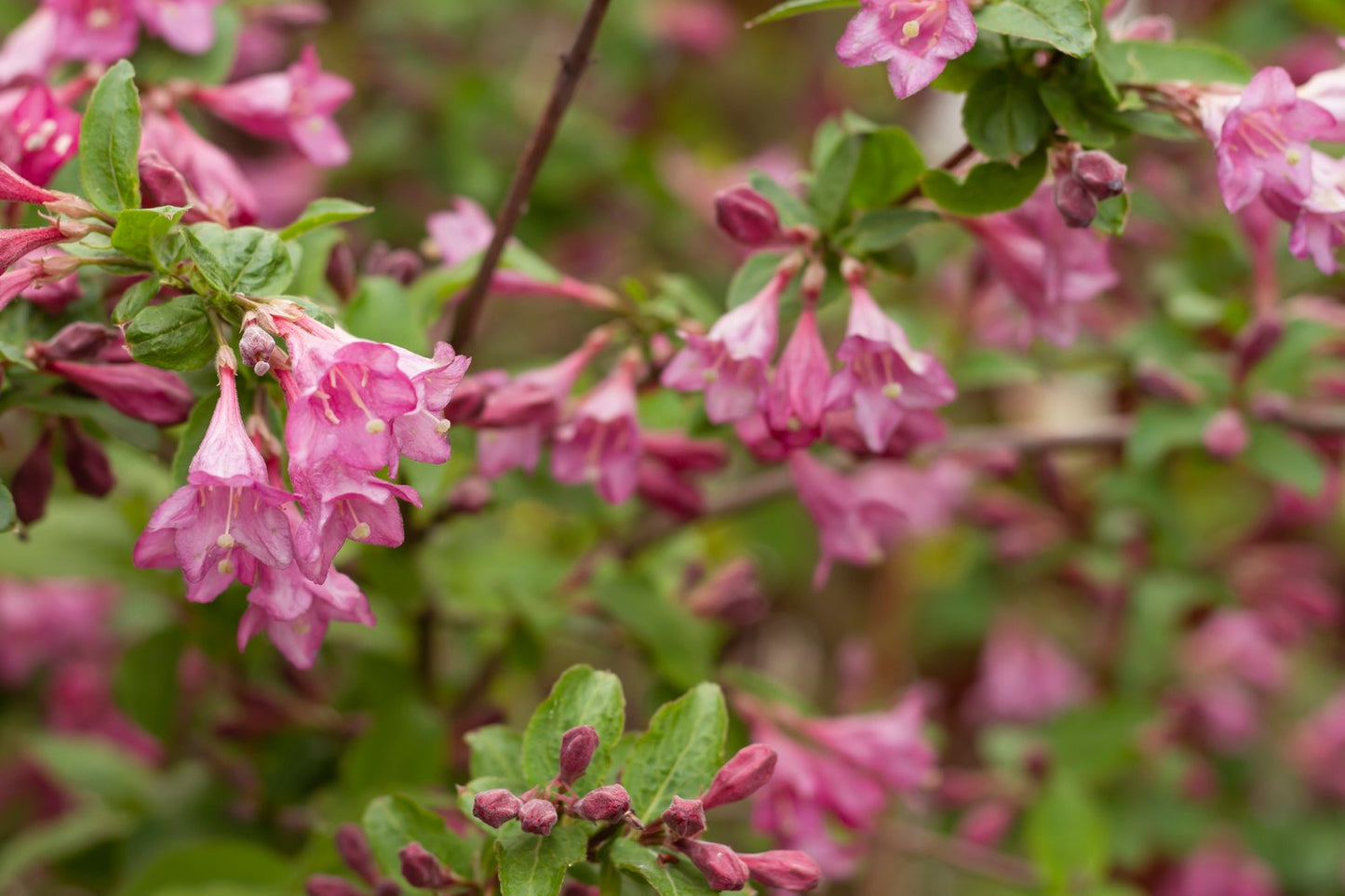 Weigela florida 'Korea' E