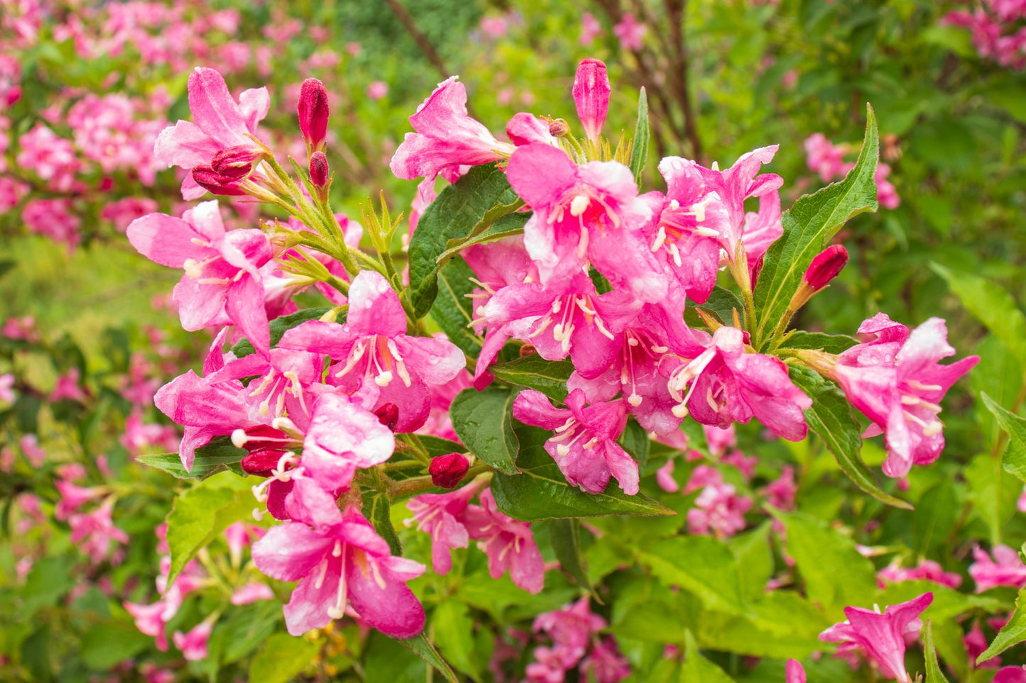 Weigela florida 'Korea' E