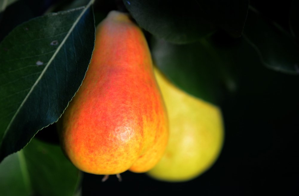 Pyrus communis Pepi (päron)