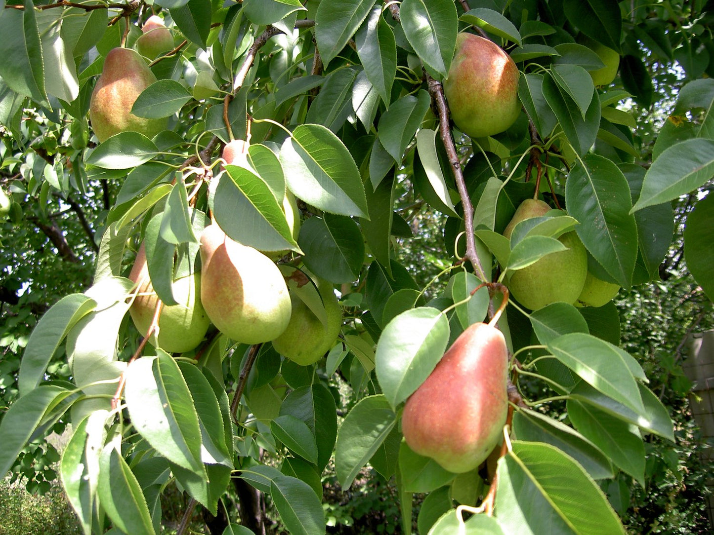 Pyrus communis Pepi (päron)
