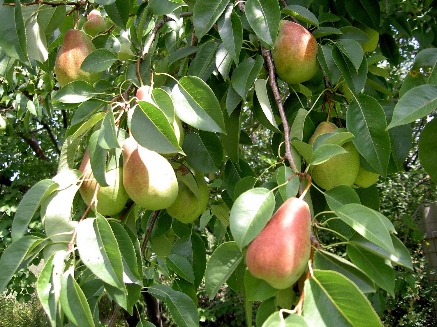 Pyrus communis Pepi (päron)