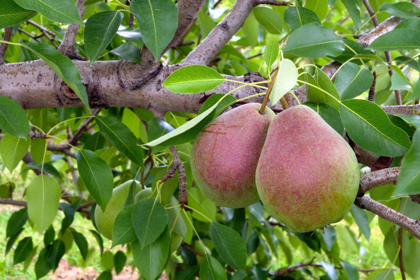 Pyrus communis Pepi (päron)