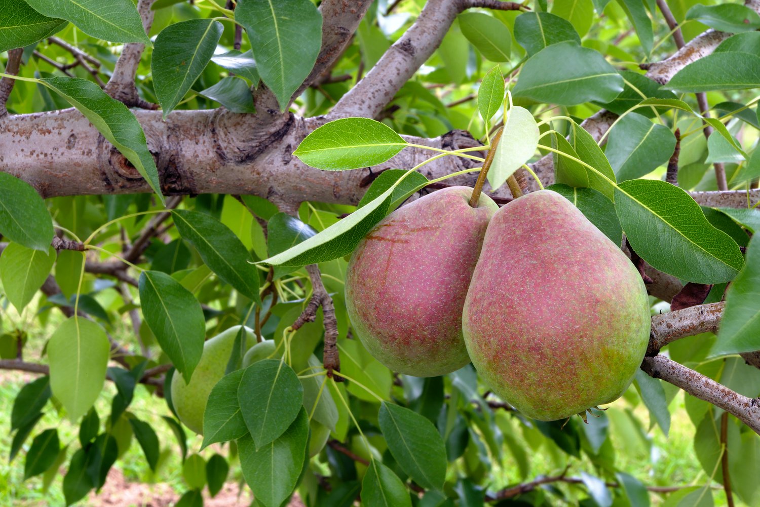 Pyrus communis Pepi (päron)