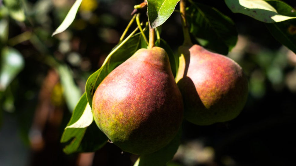Pyrus communis VASARINA (päron), inkl uppbindnings kit