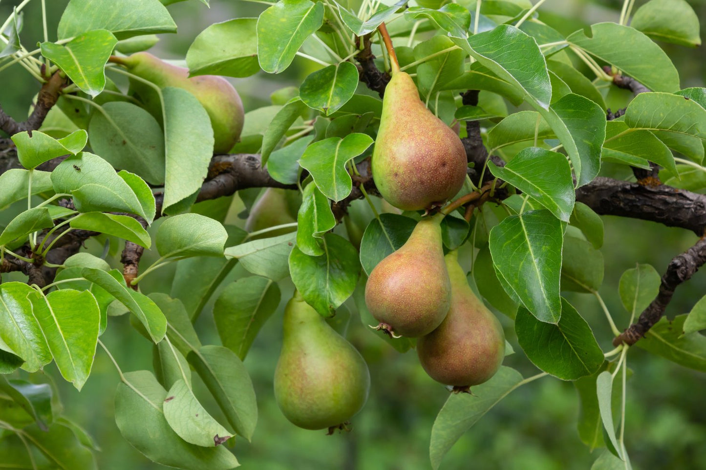 Pyrus communis VASARINA (päron)