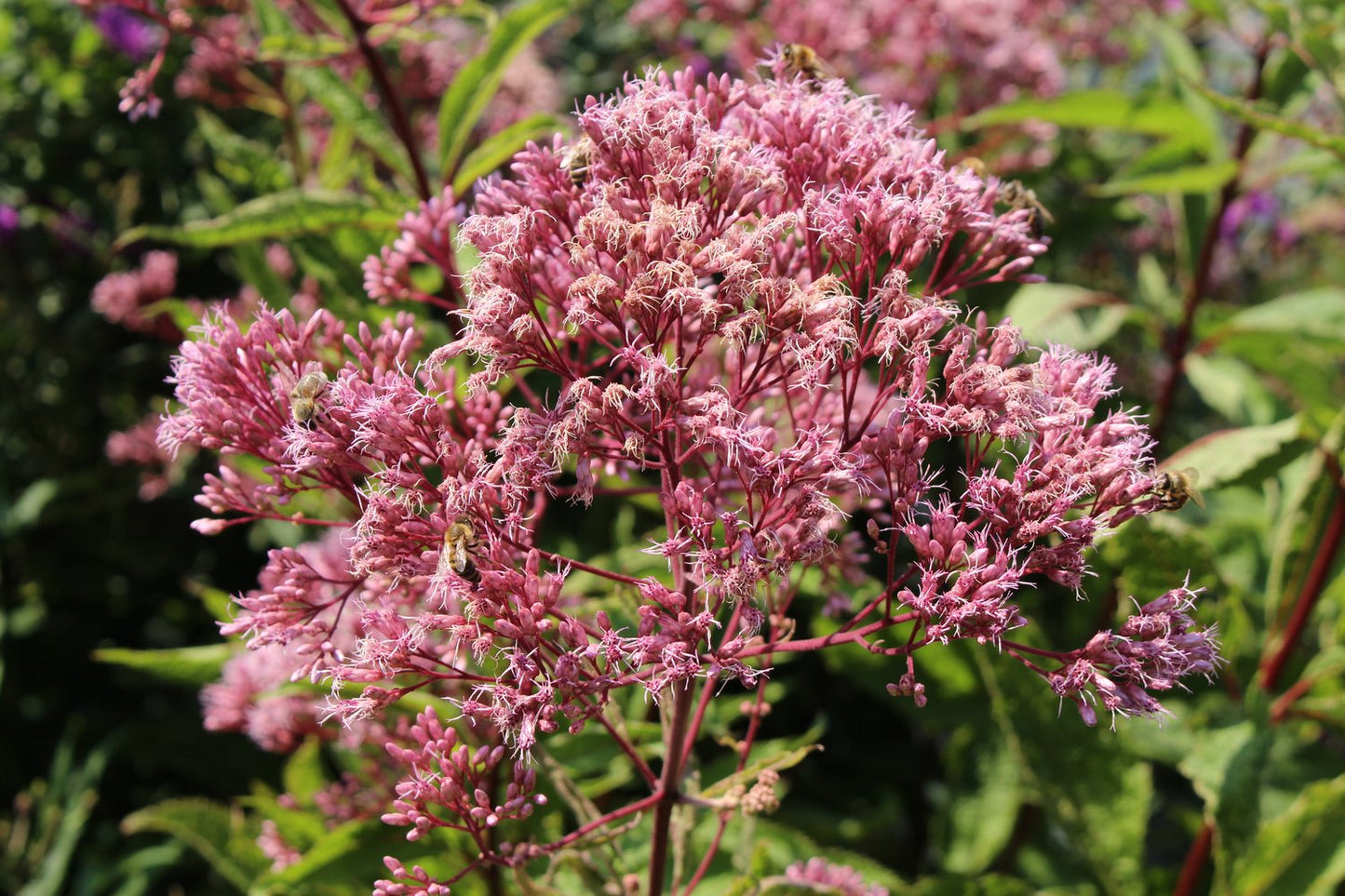 Eutrochium maculatum 'Atropurpureum'