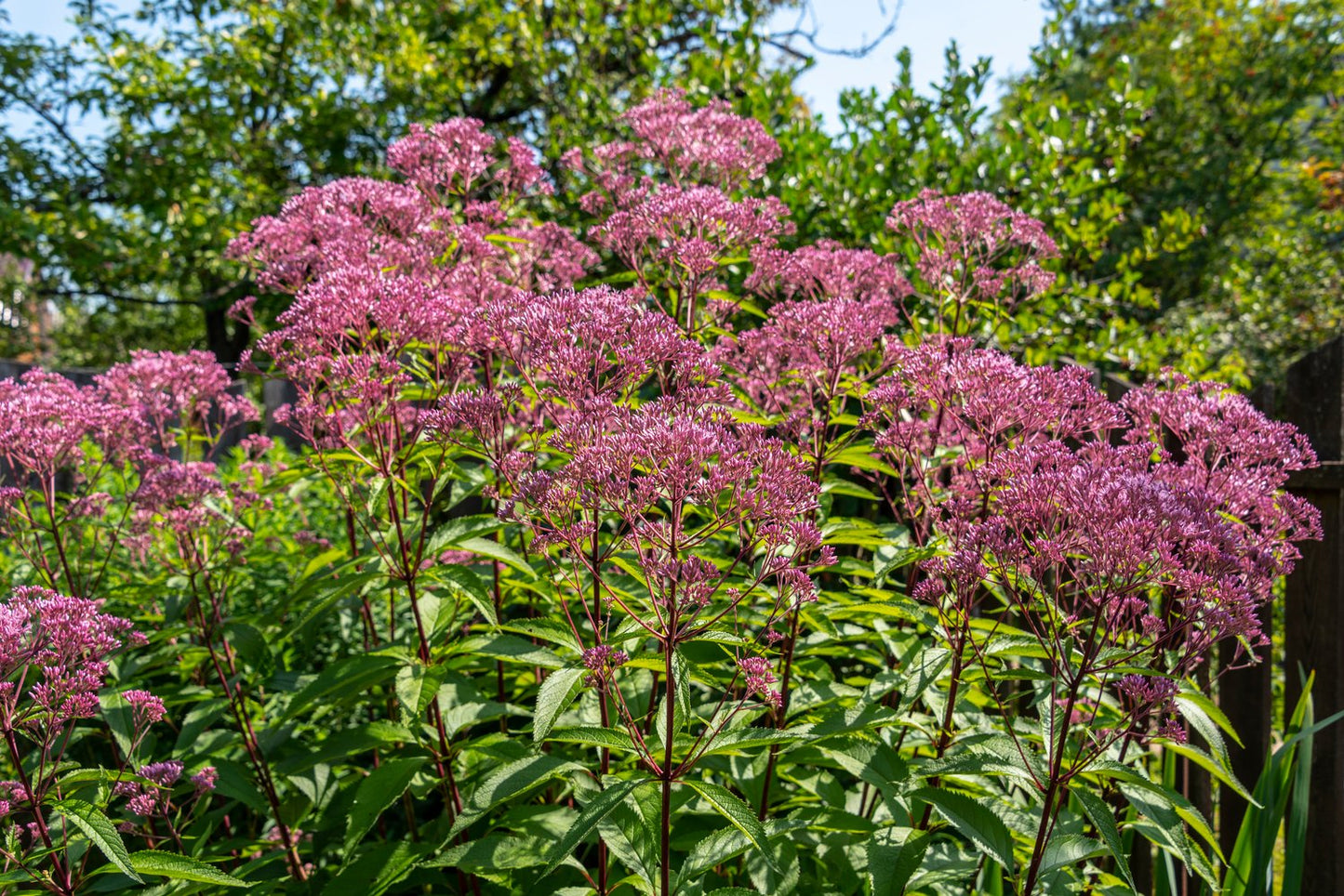 Eutrochium maculatum 'Atropurpureum'