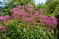 Eutrochium maculatum 'Atropurpureum'
