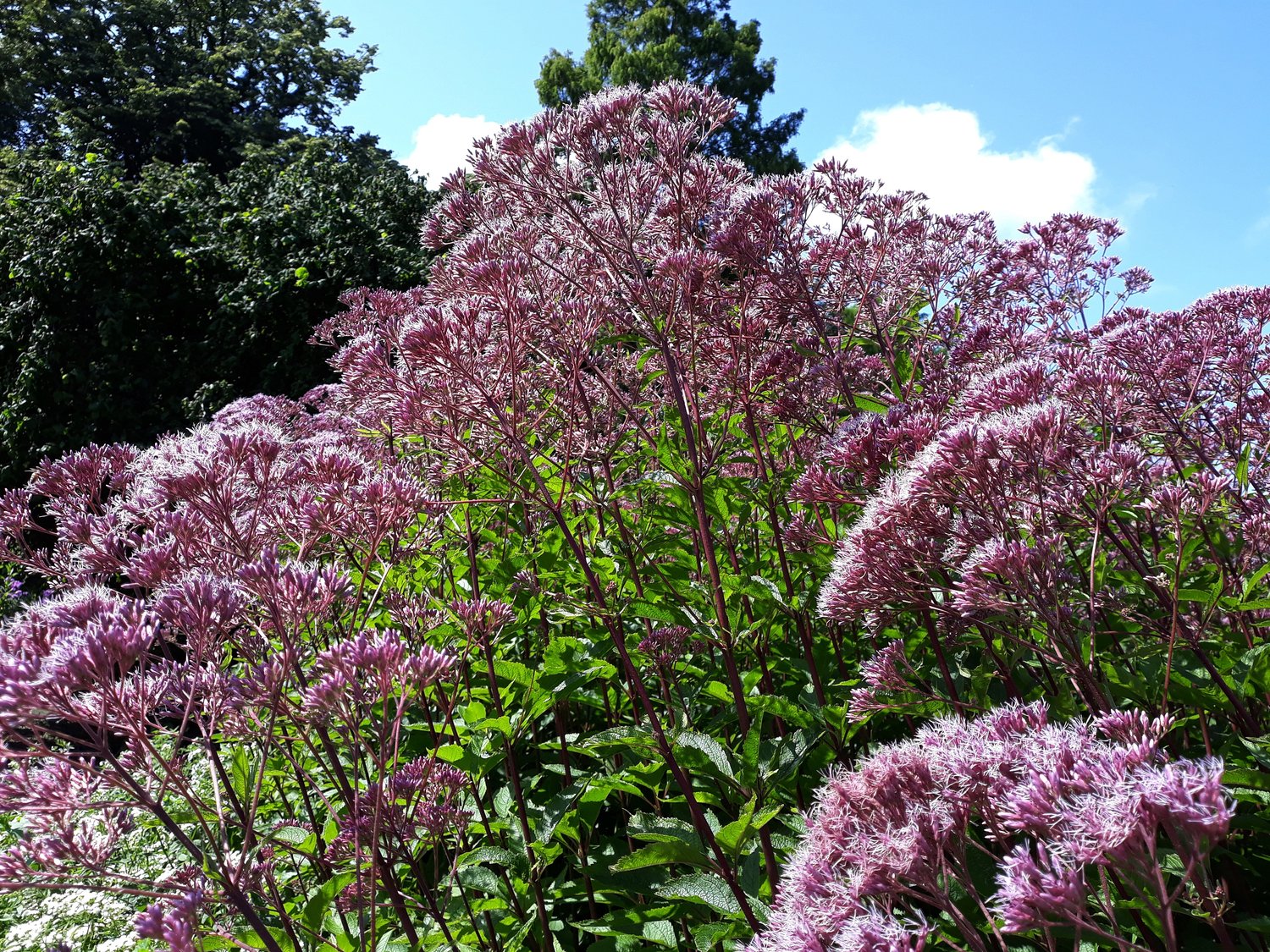 Eutrochium maculatum 'Purple Bush'