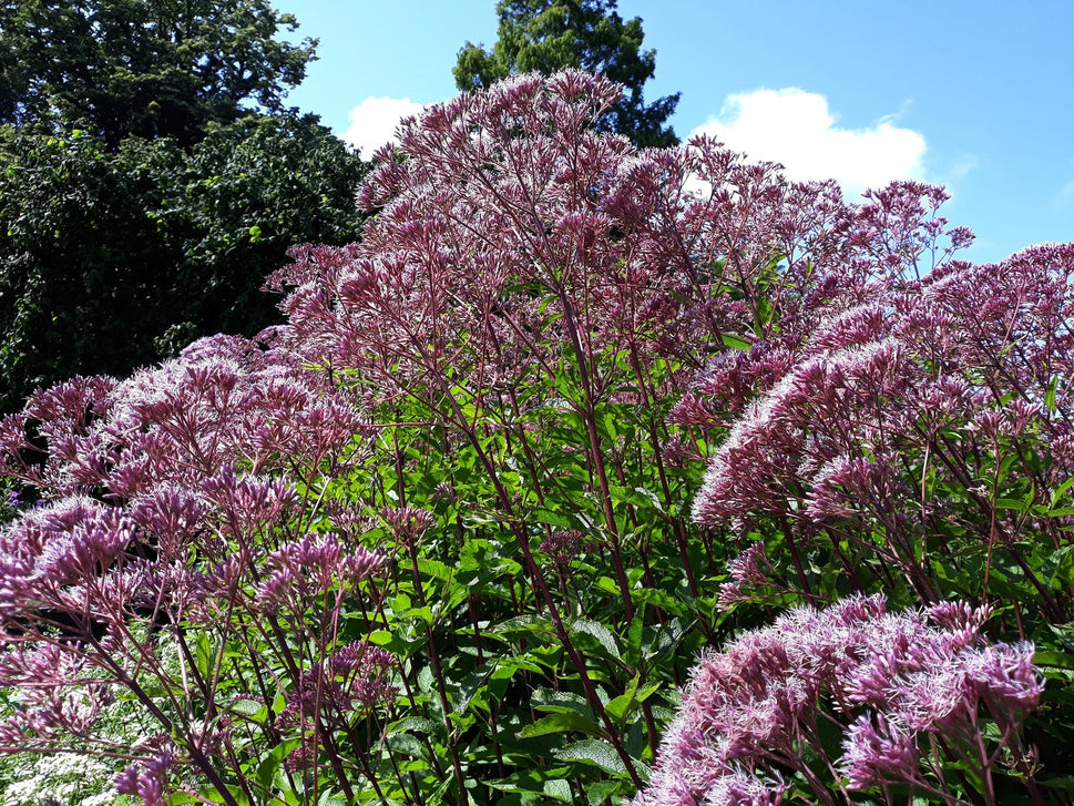 Eutrochium maculatum 'Purple Bush'
