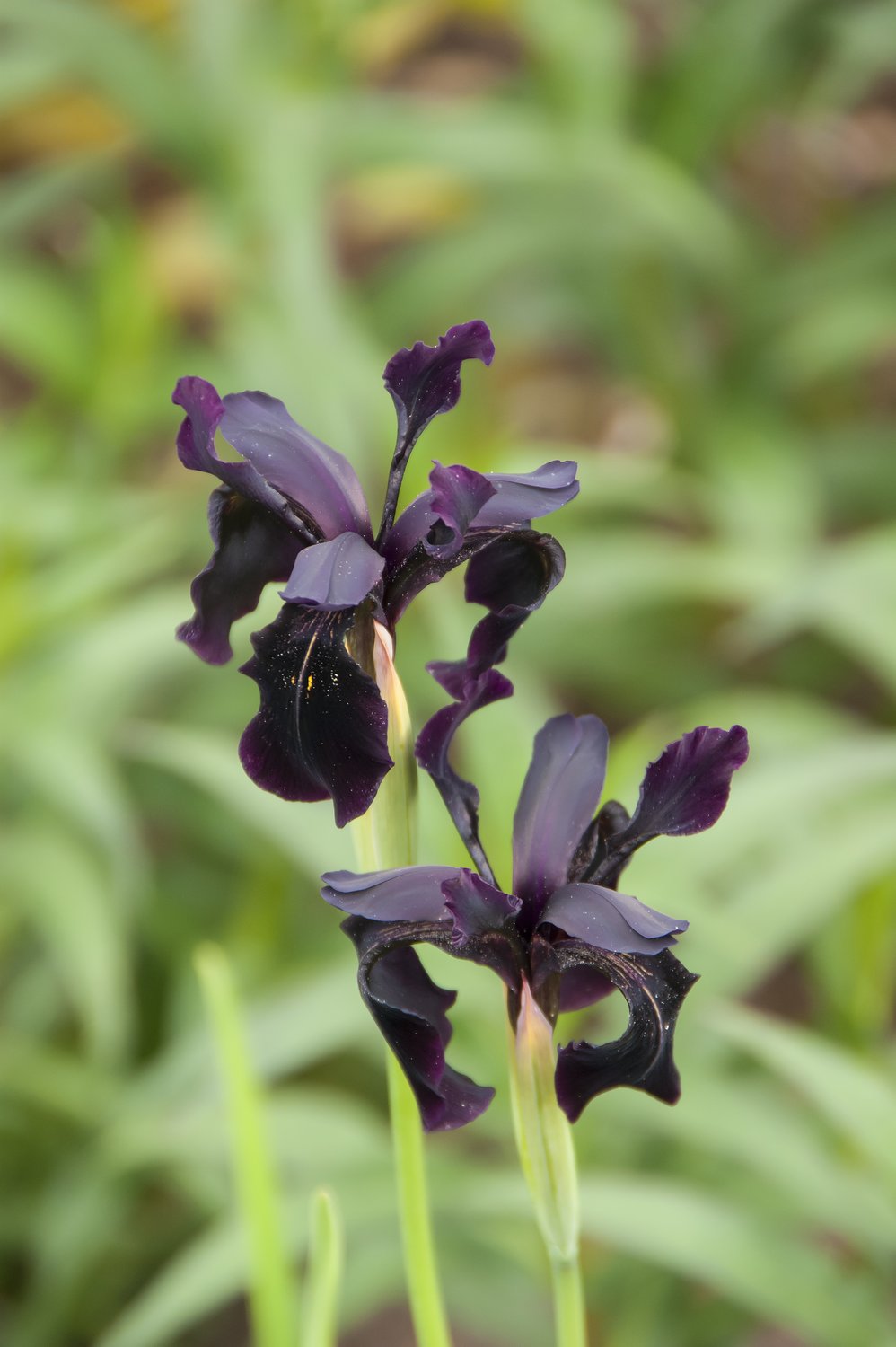 Iris chrysographes 'Black Form'
