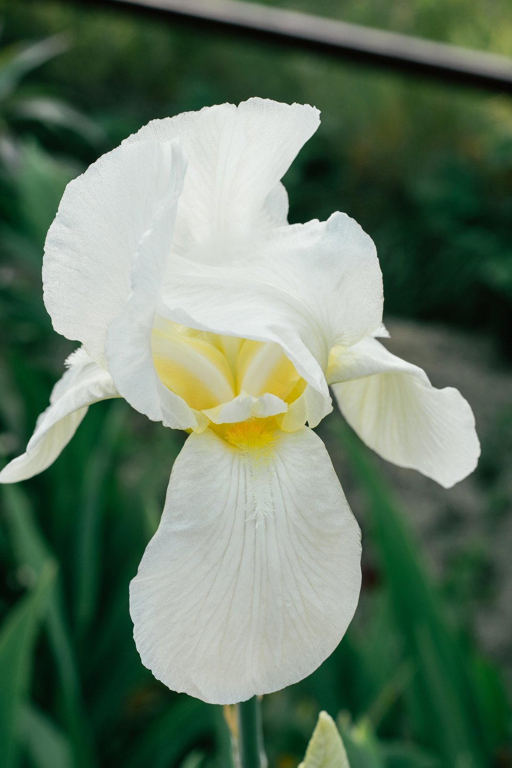 Iris sanguinea 'Snow Queen'
