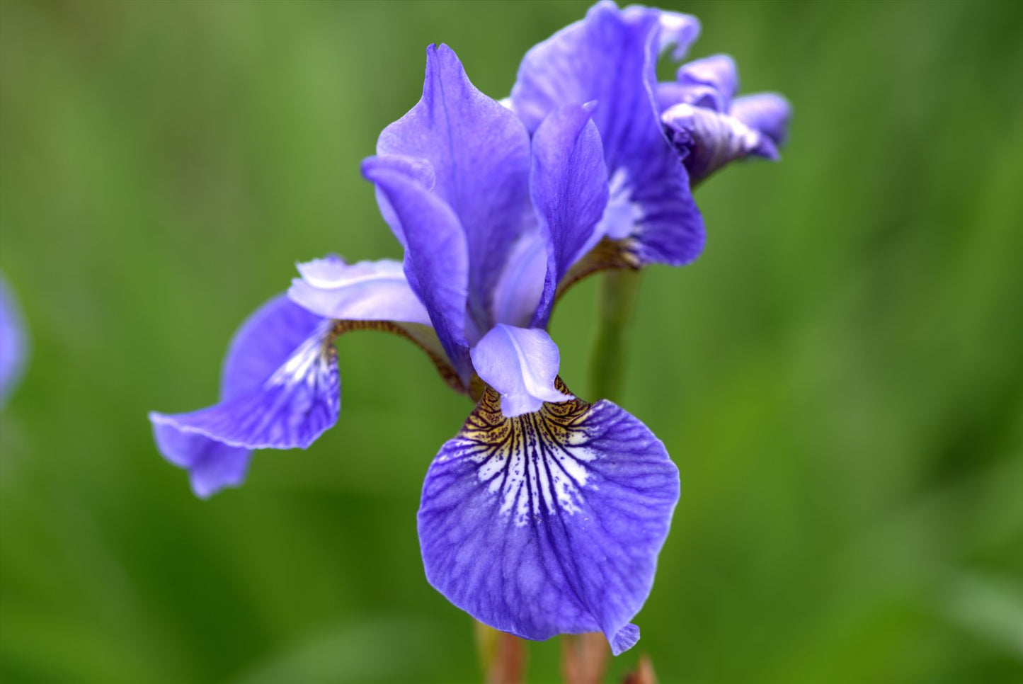Iris sibirica 'Blue King'