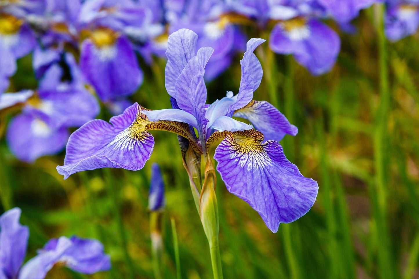 Iris sibirica 'Blue King'