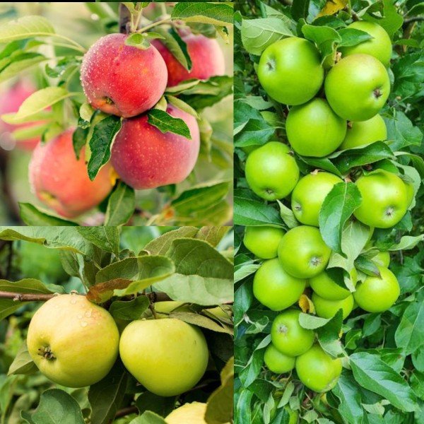 Familjeträd äpple Zon 5-6 (Malus domestica),  inkl. uppbindnings kit