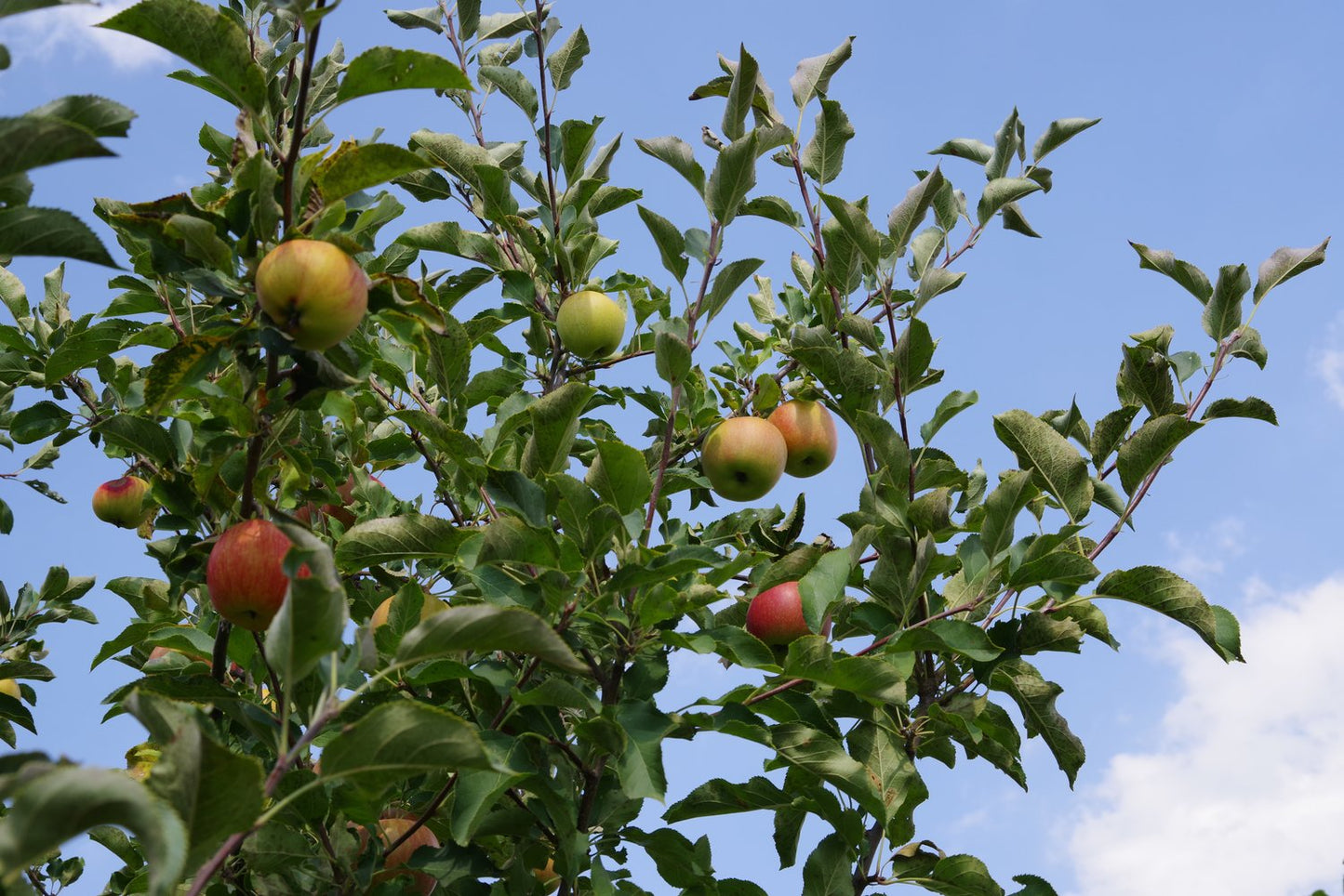 Familjeträd äpple Zon 5-6 (Malus domestica),  inkl. uppbindnings kit