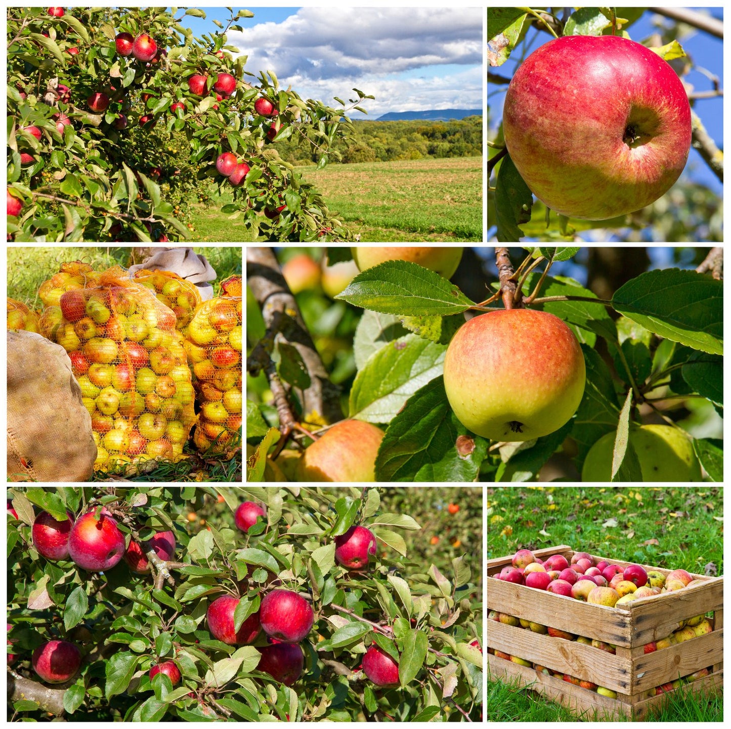 Familjeträd äpple Zon 5-6 (Malus domestica),  inkl. uppbindnings kit