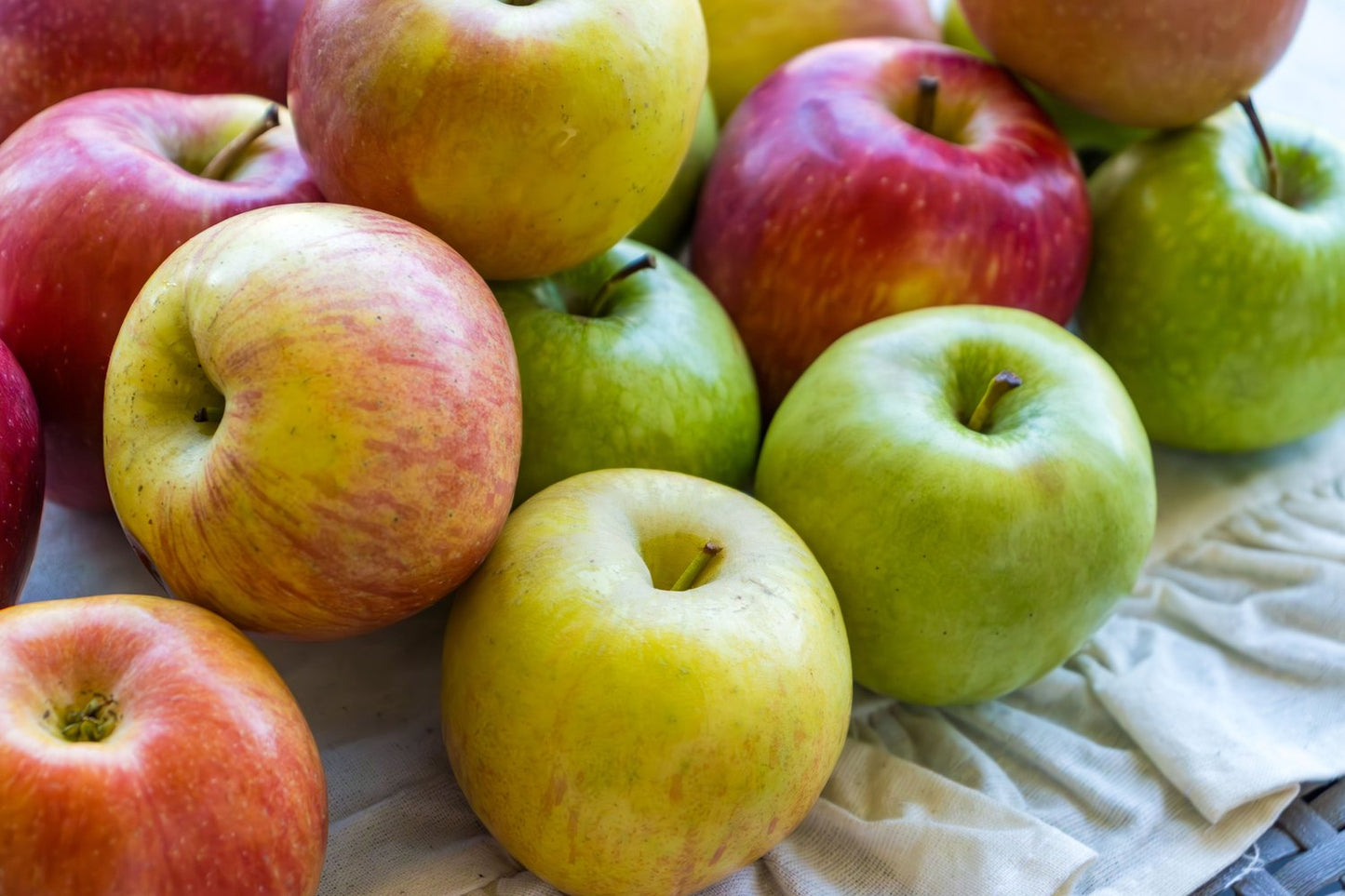 Familjeträd äpple Zon 5-6 (Malus domestica),  inkl. uppbindnings kit