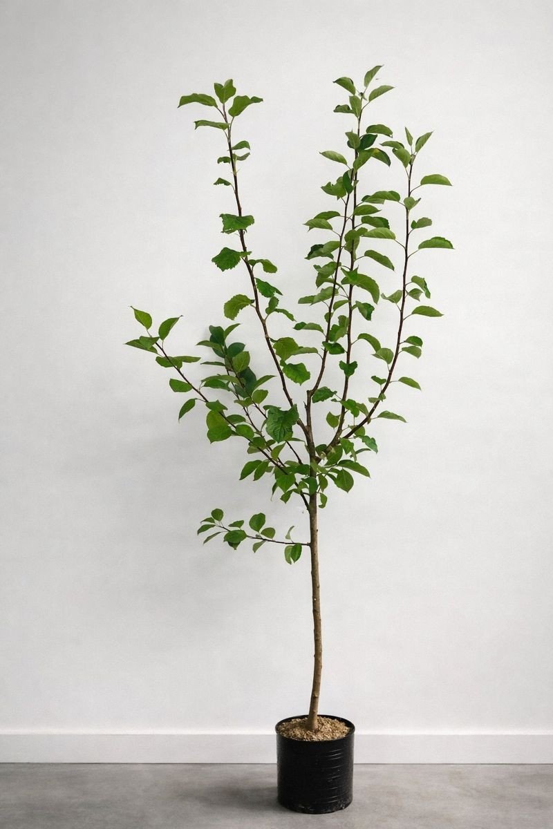 Familjeträd äpple Zon 5-6 (Malus domestica),  inkl. uppbindnings kit