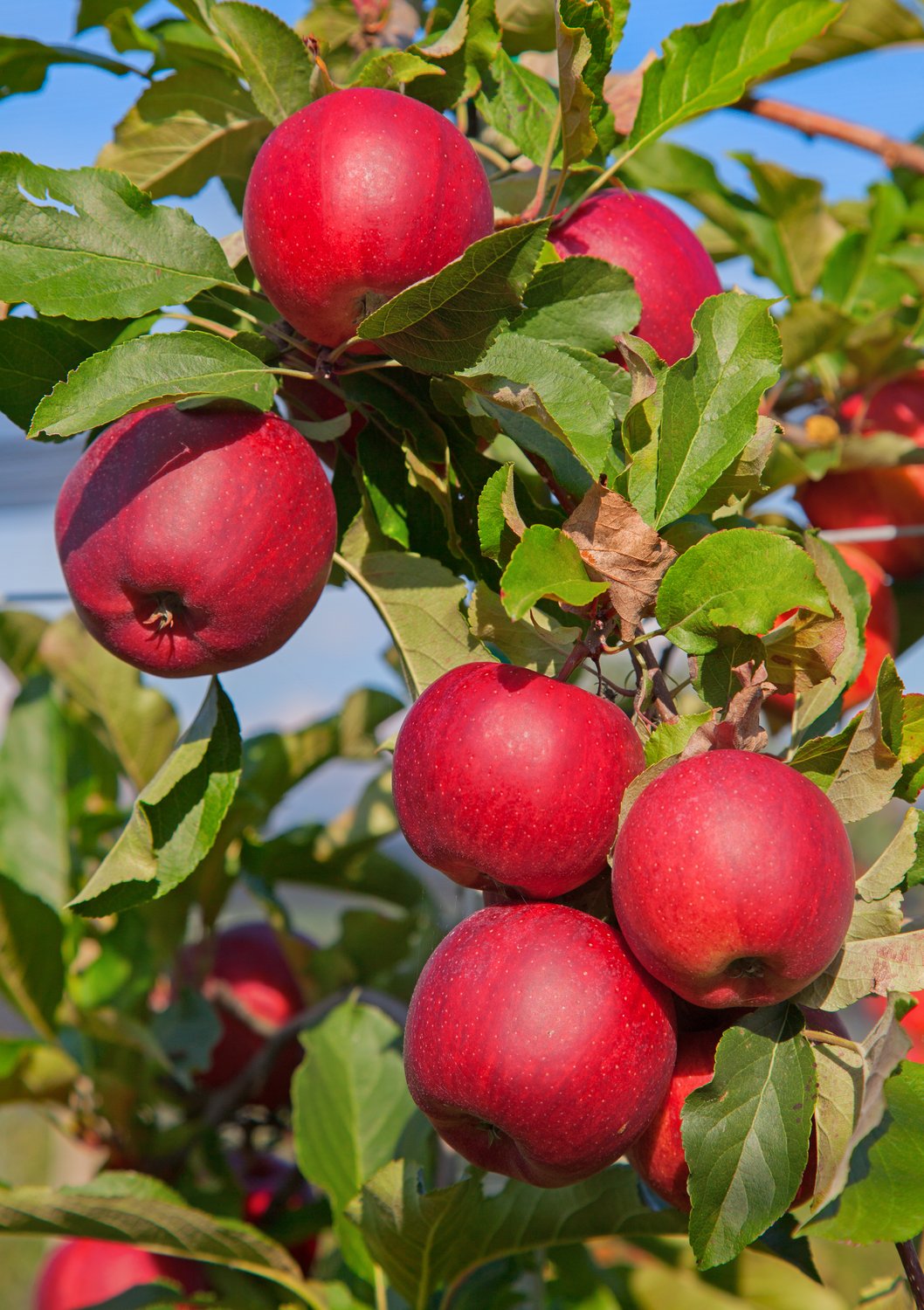 Malus domestica 'Katja' E, (äpple)